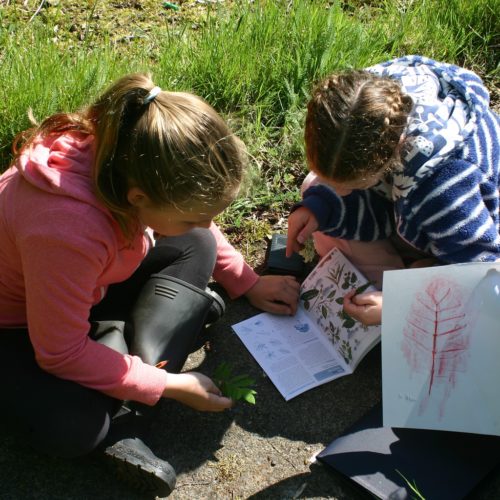 Leaf rubbing and tree identification Leaf rubbing and tree identification